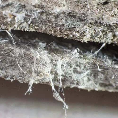 Mold Lead Asbestos Testing | Great Lake Environmental Testing Mold Testing | Lead Testing | Great Lakes Environmental Testing