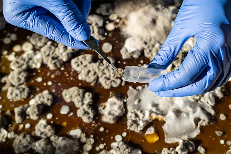 Mold Lead Asbestos Testing | Great Lake Environmental Testing Mold Testing | Lead Testing | Great Lakes Environmental Testing