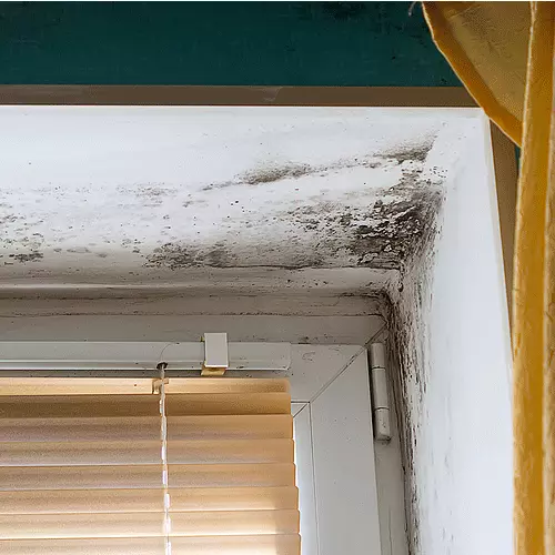 Mold Lead Asbestos Testing | Great Lake Environmental Testing Mold Testing | Lead Testing | Great Lakes Environmental Testing